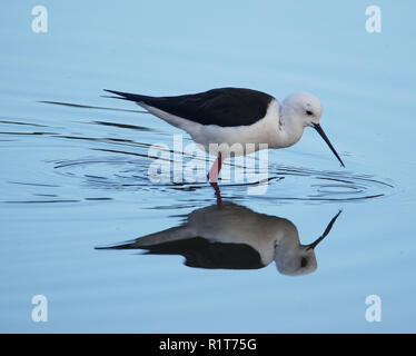 Schwarz geflügelte Stlt Stockfoto