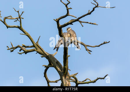 Northern hobby (Falco subbuteo). Russland, Moskau Stockfoto