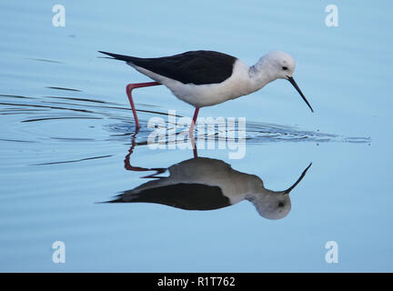 Schwarz geflügelte Stlt Stockfoto