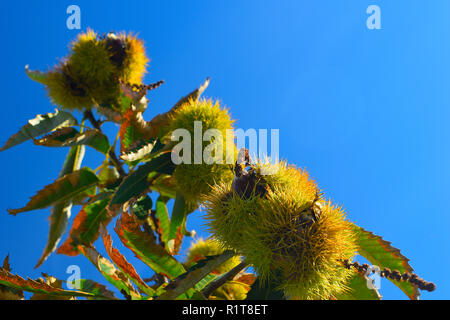 Reife Kastanien auf die Äste einer Kastanie mit blauem Himmel Hintergrund. Früchte und im Herbst Lebensmittel. Mittlere Ebene. Stockfoto