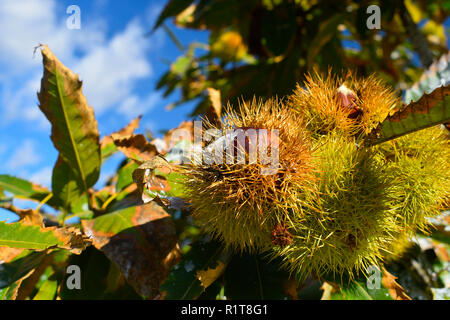 Reife Kastanien in ihre Dornen pods, auf die Äste einer Kastanie mit blauem Himmel Hintergrund. Früchte und im Herbst Lebensmittel. Mittlere Ebene. Stockfoto