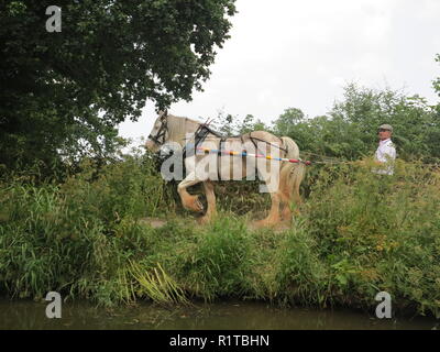 Shire horse, ziehen Lastkahn auf dem Tiverton Kanal. Stockfoto