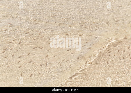 Herde von Fisch braten im flachen Wasser. Natur Hintergrund. Die Schatten der minnows Schwimmen im seichten Wasser mit Wellen. Soft Focus Stockfoto