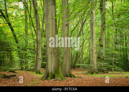Frühe Anzeichen von Herbst bei Burnham Beeches, Farnham Common, Buckinghamshire, England. Stockfoto