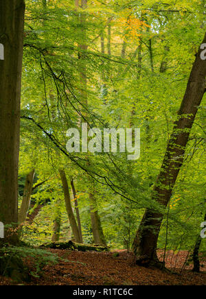 Frühe Anzeichen von Herbst bei Burnham Beeches, Farnham Common, Buckinghamshire, England. Stockfoto