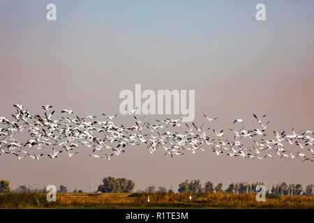 Schnee Gänse (Chen carulescens) nehmen Sie Flug am Merced National Wildlife Refuge im kalifornischen Central Valley USA Stockfoto