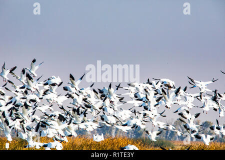 Schnee Gänse (Chen carulescens) nehmen Sie Flug am Merced National Wildlife Refuge im kalifornischen Central Valley USA Stockfoto