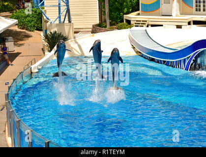 Orlando, Florida; September 09, 2018 Gruppe von Delphinen zusammen Springen in Special Show in Seaworld. Seaworld ist ein Marine animal Theme Park. Stockfoto