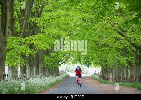 Radfahrer Tour durch die Cotswolds mit seinem Fahrrad entlang einer Allee von Bäumen in einem Feldweg bei Asthall, England Stockfoto