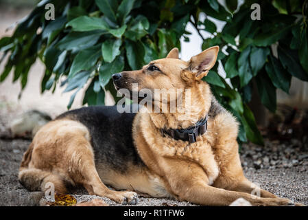 Deutscher Schäferhund vor dem Haus sitzen Stockfoto