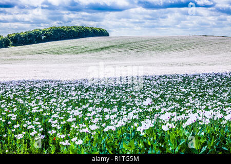 Ein Feld der angebauten weißen Mohn auf der Marlborough Downs in Wiltshire. Stockfoto