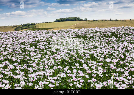 Ein Feld der angebauten weißen Mohn auf der Marlborough Downs in Wiltshire. Stockfoto