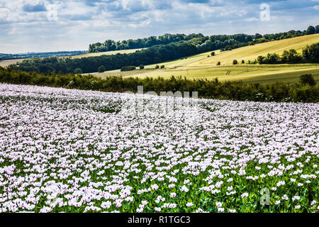 Ein Feld der angebauten weißen Mohn auf der Marlborough Downs in Wiltshire. Stockfoto