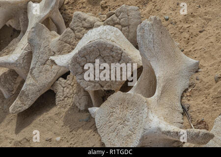 Nahaufnahme von Walknochen. Stockfoto