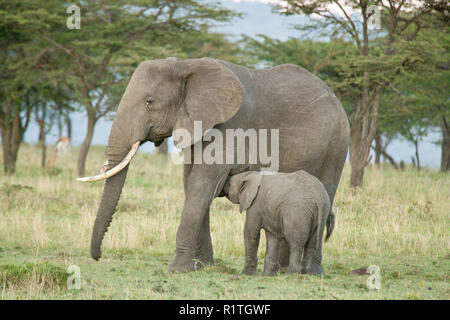 Afrikanische Elefanten auf der Masai Mara, Kenia, Afrika Stockfoto