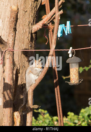 Urban graue Eichhörnchen Streifzüge Bird Feeder auf der Wäscheleine im Garten, Surrey, England Stockfoto