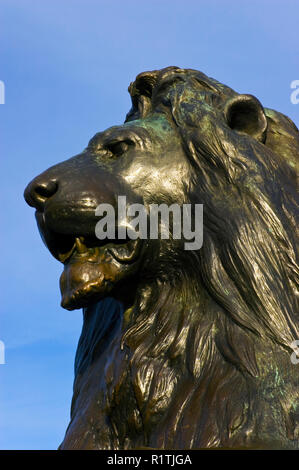 Einer der vier bronzenen Löwen an der Basis des Nelson Säule (1867) auf dem Trafalgar Square in London, England. Stockfoto