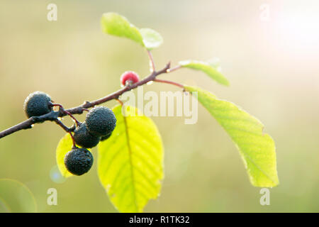 Zweigniederlassungen von FRANGULA ALNUS mit mit schwarzen Beeren nach Regen. Früchte der FRANGULA ALNUS fallenden Wassertropfen Stockfoto