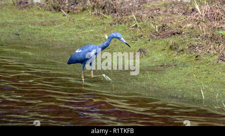 Little Blue Heron in North Carolina Stockfoto