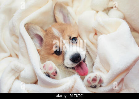 Süße hausgemachte corgi Welpen liegt in einem weißen flauschigen Decke lustig klemmt deine Zunge heraus Stockfoto