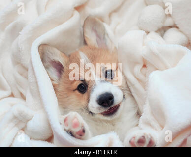 Süße hausgemachte corgi Welpen liegt in einem weißen flauschigen Decke lustig heraus sein Gesicht und Pfoten Stockfoto