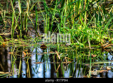 Reed im Sumpf reflektieren, Wasser Briesetal Birkenwerder Stockfoto