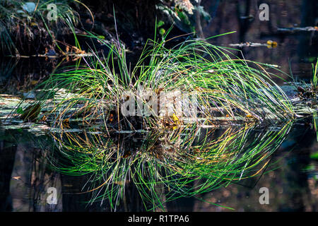 Reed im Sumpf reflektieren, Wasser Briesetal Birkenwerder Stockfoto