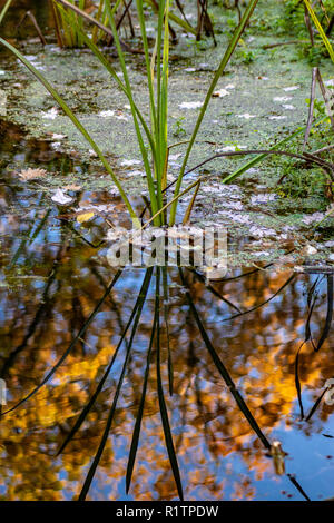 Reed im Sumpf reflektieren, Wasser Briesetal Birkenwerder Stockfoto