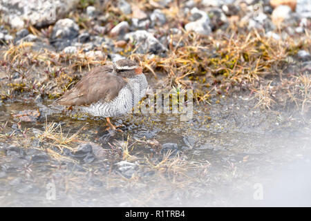Diademed Sandpiper-Plover (Phegornis mitchellii) in seiner natürlichen Umgebung auf 4000 m zu Fuß auf einem kleinen Bach gesichtet. Stockfoto