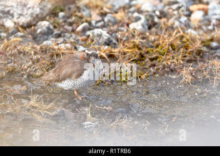 Diademed Sandpiper-Plover (Phegornis mitchellii) in seiner natürlichen Umgebung auf 4000 m zu Fuß auf einem kleinen Bach gesichtet. Stockfoto