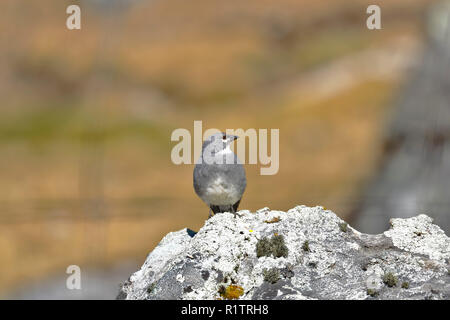 White-winged diuca - Finch (Diuca speculifera) auf einem Felsen in seiner natürlichen Umgebung thront. Stockfoto