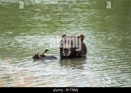 Alaska Grizzly Bär sitzt im Wasser, Essen einen Stick mit seinen zwei Pfoten und Krallen, die ein goofy Dumme traurigen Blick mit seinen Lippen Stockfoto