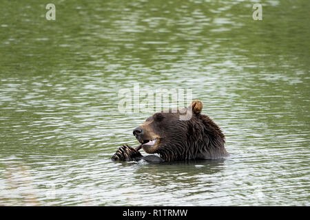 Alaska Grizzly Bär sitzt im Wasser, Essen einen Stick mit seinen zwei Pfoten und Krallen Stockfoto