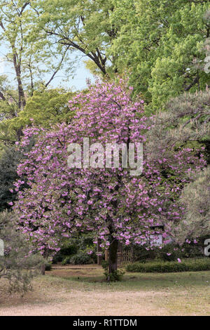 Rosa Kirschblüten Bälle Blumen der Kasaner Typ in Rikugien Park im Bezirk Bunkyo, nördlich von Tokio. Der Park wurde zu Beginn des erstellt Stockfoto