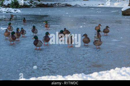 Eine Gruppe von männlichen und weiblichen Mallard-Enten, die auf einem gefrorenen Fluss stehen und laufen Stockfoto