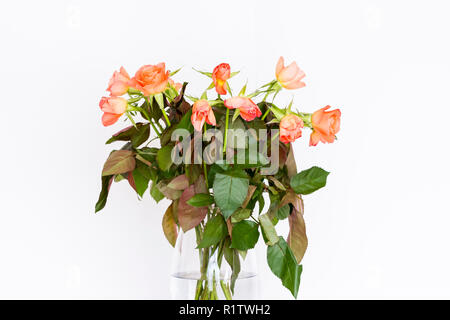 Blumenstrauß aus apricot orange Farbe, Farbe Rosen in einer Vase auf einem weißen Hintergrund Stockfoto