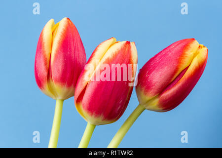 Drei rote und gelbe Tulpen, Tulipa Blumen Stockfoto