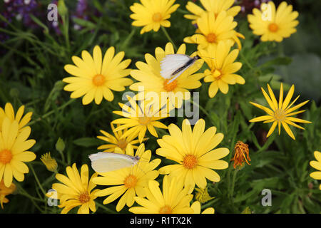 In der Nähe von zwei großen Kohl weiße Schmetterlinge auf Euryops pectinatus Blumen Stockfoto