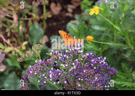 Nahaufnahme eines Golf Fritillaryschmetterling ruht auf einem Büschel der kleine lila Blumen Stockfoto