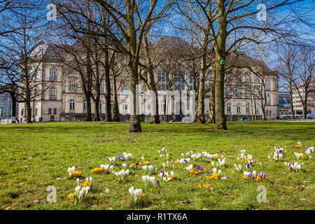 Erste blühende Krokusse im Frühling in Hamburg neben dem Museum für Kunst und Gewerbe Stockfoto