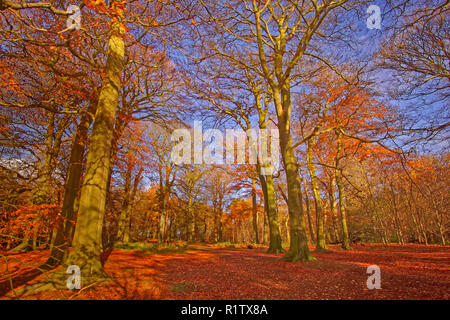 Herbst in Alderley Edge Holz in Cheshire, England. UK. Stockfoto