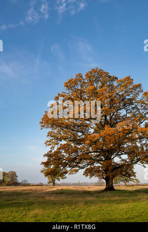 Quercus robur. Eiche im Herbst in der englischen Landschaft. Könige Sutton, Northamptonshire. Großbritannien Stockfoto