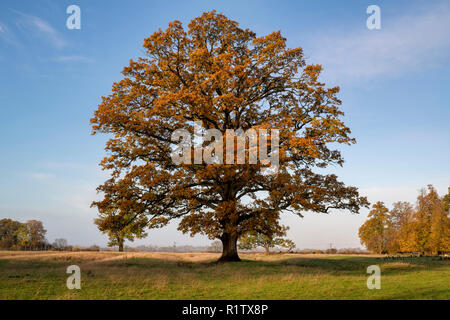 Quercus robur. Eiche im Herbst in der englischen Landschaft. Könige Sutton, Northamptonshire. UK. Eine Szene in den verschiedenen Jahreszeiten genommen Stockfoto