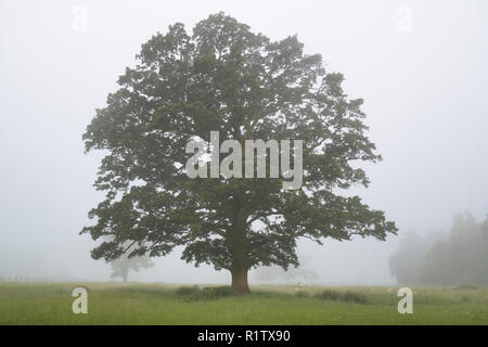 Quercus robur. Eiche am frühen Morgen Sommer Nebel in der englischen Landschaft. Könige Sutton, Northamptonshire. Großbritannien Stockfoto