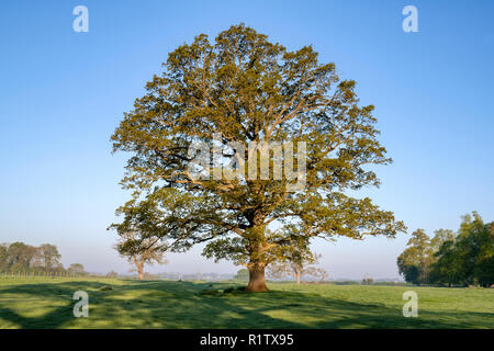 Quercus robur. Eiche im Frühjahr in der englischen Landschaft. Könige Sutton, Northamptonshire. UK. Eine Szene in den verschiedenen Jahreszeiten genommen Stockfoto