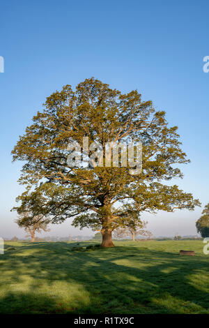 Quercus robur. Eiche im Frühjahr in der englischen Landschaft. Könige Sutton, Northamptonshire. UK. Eine Szene in den verschiedenen Jahreszeiten genommen Stockfoto