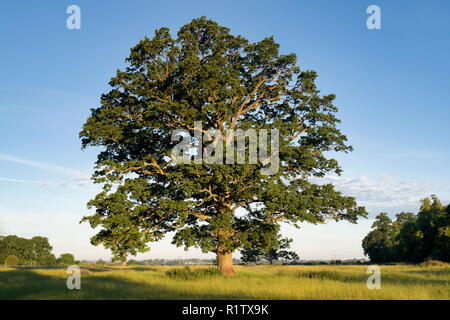 Quercus robur. Eiche im Sommer in der englischen Landschaft. Könige Sutton, Northamptonshire. UK. Eine Szene in den verschiedenen Jahreszeiten genommen Stockfoto