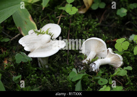 Clitopilus prunulus, die gemeinhin als die Miller oder das bries Pilz bekannt, eine köstliche essbare wild Mushroom Stockfoto
