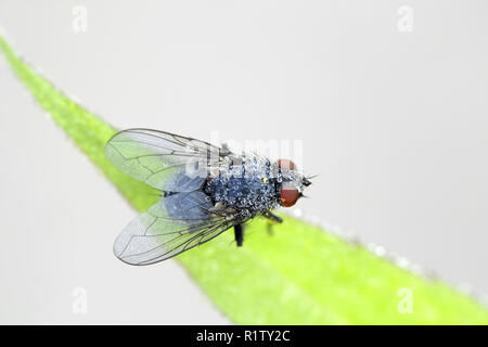 Schlag fliegen, Calliphora sp Stockfoto
