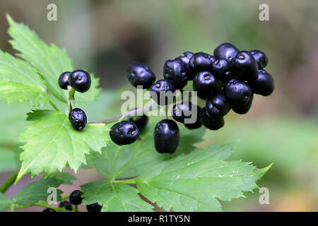 Baneberry oder Kraut Christopher, Actaea spicata, eine extrem giftige Pflanze Stockfoto